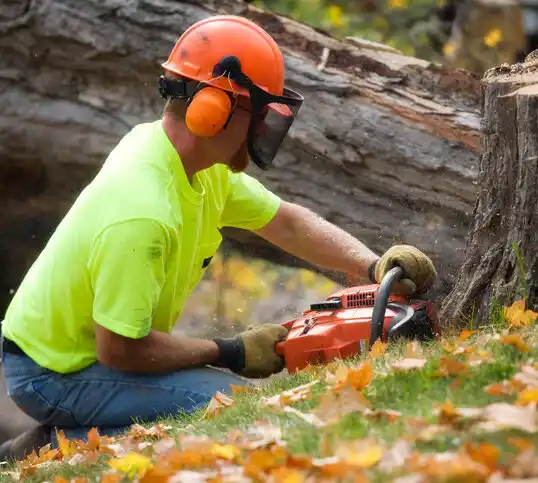 tree services Five Points